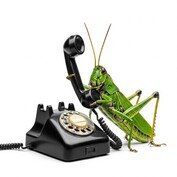 Entomologist On Call Grasshopper